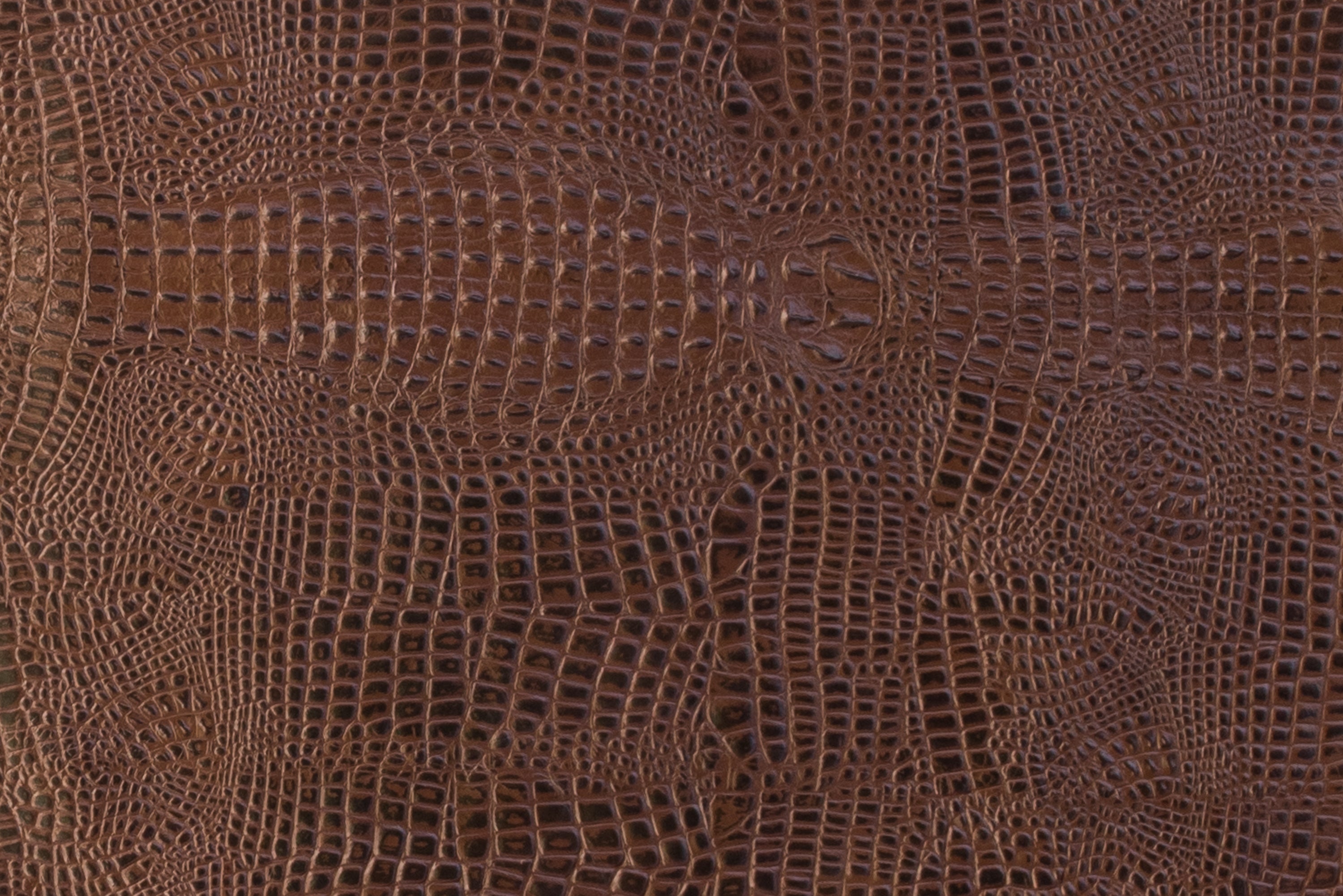 Crocodile