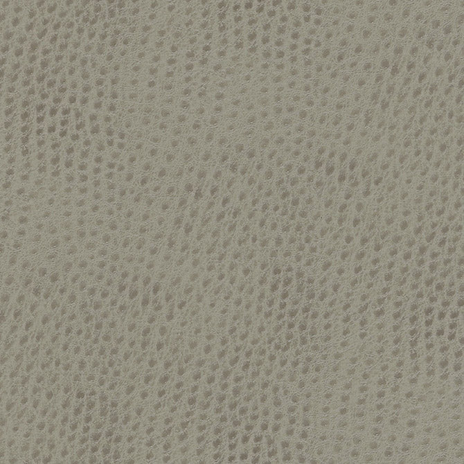 Uccello
